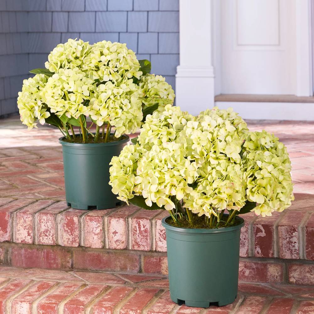 💥Last Day 70% OFF💐Artificial Outdoor Hydrangea Flowers - UV resistant, Waterproof, Windproof