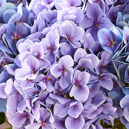 💥Last Day 70% OFF💐Artificial Outdoor Hydrangea Flowers - UV resistant, Waterproof, Windproof