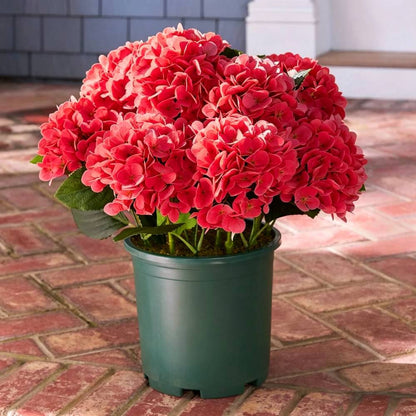 💥Last Day 70% OFF💐Artificial Outdoor Hydrangea Flowers - UV resistant, Waterproof, Windproof